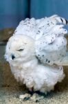 Snowy Owl (bubo Scandiacus) Stock Photo