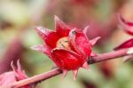 The Roselle (hibiscus Sabdariffa) Stock Photo