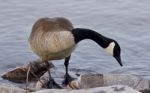 Beautiful Isolated Picture With A Cute Canada Goose On The Shore Stock Photo