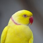 Yellow Indian Ring-necked Parakeet Stock Photo