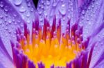 Macro Yellow Carpel Of Purple Lotus Flower Stock Photo