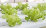 Green Coral Plants On Hydrophonic Farm Stock Photo