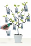 Money Growing On Trees Stock Photo