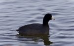 Isolated Image Of A Coot Swimming In Lake Stock Photo