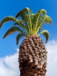 Palm Tree Growing In Lagos Portugal Stock Photo