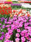 Flowers Field With Different Colored Tulips Stock Photo