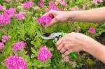Two Arms Cutting Flower With Pruning Shears Stock Photo