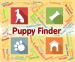Puppy Finder Shows Search Out And Choose Stock Photo