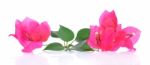 Pink Bougainvillea Flowers Isolated On White Background Stock Photo