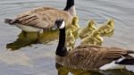 Beautiful Isolated Photo Of A Young Family Of Canada Geese Swimming Stock Photo