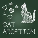 Cat Adoption Shows Kitten Pet And Adopting Stock Photo