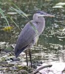 Photo Of A Great Blue Heron Standing In The Mud Stock Photo