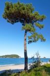 Fir Tree On Hahei Beach Stock Photo