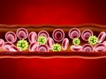  Red Blood Cells With Wain Stock Photo