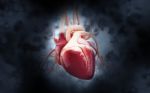 Human Heart Stock Photo