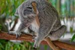 Sleeping Koala Stock Photo