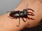 Large Beetle Stag Beetle Insects Stock Photo