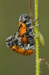 Leaf Beetles (lachnaia Paradoxa) Mating Stock Photo