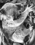 Koala In A Eucalyptus Tree. Black And White Stock Photo