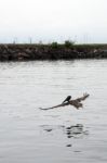 Brown Pelican In Flight At The Port Stock Photo