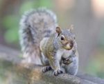Image Of A Funny Squirrel Looking In The Camera Stock Photo