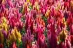 Colorful Celosia Garden Stock Photo