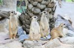 Meerkats Family Standing Alert Stock Photo