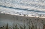 Little Blue Penguins (eudyptula Minor) Coming Ashore Stock Photo