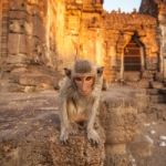 Baby Monkeys In Thai Temple Stock Photo
