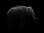 Male Elephant Standing At Night Time Stock Photo