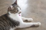 Cat Lying Down Relaxing At Home Stock Photo