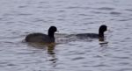 Beautiful Picture With Two Amazing American Coots In The Lake Stock Photo