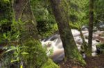 Newell Creek In Tasmania Stock Photo