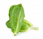 Cos Lettuce Isolated On The White Background Stock Photo
