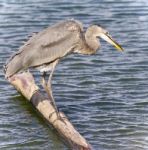 Picture With A Great Blue Heron Drinking Water Stock Photo