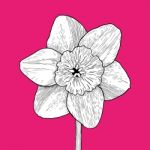 Drawing And Sketch Flower With Black Line-art On Pink Background Stock Photo