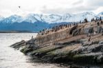 King Cormorant Colony Sits On An Island In The Beagle Channel. S Stock Photo