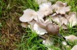 Snail And Mushrooms Stock Photo