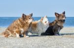 Three Chihuahuas Stock Photo