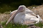 Great White Pelican (pelecanus Onocrotalus) Stock Photo