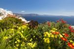 Spring Flowers Of Santorini Stock Photo