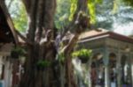 Blurred Vintage Garden With Big Tree Stock Photo