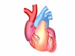 3d Illustration Of Human Heart Stock Photo