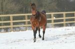 Horse Exercising In The Snow Stock Photo