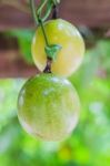 Closed-up View Of Ripe Passion Fruit. It Is Good Fruit For Dieti Stock Photo