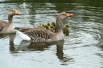 Graylag Goose With Goslings Stock Photo