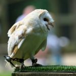 Barn Owl (tyto Alba) Stock Photo