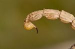 Buthus Scorpion Sting Tail Stock Photo