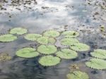Lilly Pads In The Amazon Stock Photo
