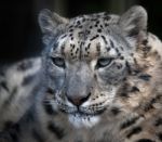 Snow Leopard (panthera Uncia) Stock Photo